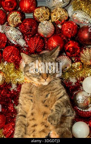 12. Dezember 2025: Prescott Arizona: Eine Weihnachtskatze vor einem Baum Stockfoto