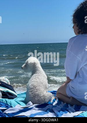 Hund auf Stranddecke am Strand Stockfoto