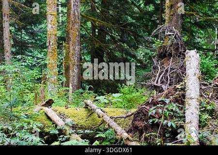 Moosbedeckte umgestürzte Bäume und dichte Waldvegetation im Mount Rainier National Park mit üppigem Grün, Wurzeln und natürlichen Waldstrukturen. Stockfoto