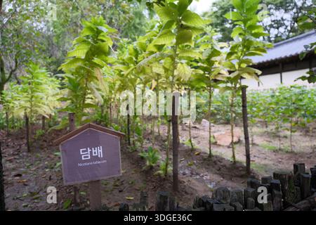 Yongin, Südkorea: Tabakpflanzen Nicotiana tabacum wächst im traditionellen Garten des koreanischen Folk Village und zeigt historischen landwirtschaftlichen Anbau Stockfoto