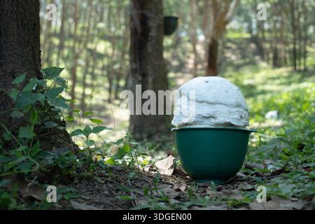 Para-Gummi-Becherklumpen, der draußen auf Gras in Plantagen sitzt Stockfoto
