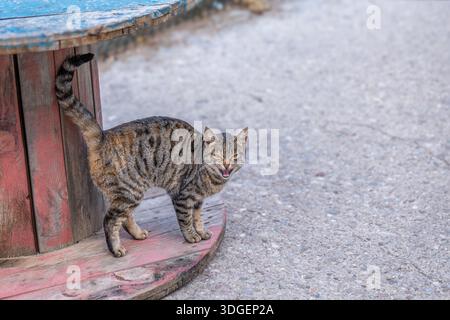 Eine wilde Tabbykatze steht verteidigend auf einer hölzernen Kabeltrommel, zischt mit einem gewölbten Rücken und erhöhtem Schwanz. Ein intensives Porträt eines Straßentiers in einem Stockfoto