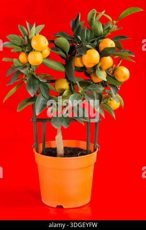 Calamondin-Busch auf rotem Hintergrund Stockfoto