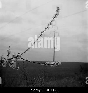 Donezk Region, Ukrainische SSR, Sowjetunion - Frühjahr 1970er Jahre: Eine schwarz-weiße Archivaufnahme eines blühenden Obstbaums mit zarten weißen Blüten, die sich über den Vordergrund erstrecken. Im unscharfen Hintergrund steht ein massiver Hochspannungsturm auf einem Feld unter bewölktem Himmel. Dieses stimmungsvolle Vintage-Foto fängt den beeindruckenden Kontrast zwischen der Fragilität der erwachenden Natur und der industriellen Energieinfrastruktur im friedlichen Alltag der Donbass-Region Mitte des 20. Jahrhunderts ein. Stockfoto