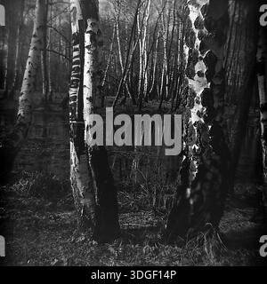 Donezk Region, Ukrainische SSR, Sowjetunion - Frühjahr 1970er Jahre: Eine schwarz-weiße Archivlandschaft mit einem überfluteten Birkenwald. Massive Birkenstämme mit rauer, strukturierter Rinde umrahmen den Vordergrund in einer kontrastreichen Komposition. Im Hintergrund reflektiert dunkles Wasser (eine Sumpfflut oder Quellflut) die vertikalen Linien der dichten Wälder. Dieses stimmungsvolle Vintage-Foto fängt die raue Schönheit der Natur, die Details der Baumrinde und das friedliche tägliche Leben im Donbass Mitte des 20. Jahrhunderts ein. Stockfoto