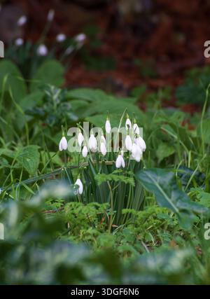 Eine Gruppe früherer Schneeglöckchen, die Mitte Januar in England, Großbritannien, auftauchten. Stockfoto
