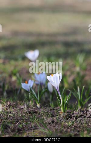 Ein weißer blühender Krokus auf einer vertikalen Ausrichtung des Frühlingsrasens Stockfoto