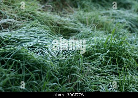 Grüne Grashalme werden an einem kalten Frühlingsmorgen mit gefrorenem Tau bedeckt Stockfoto