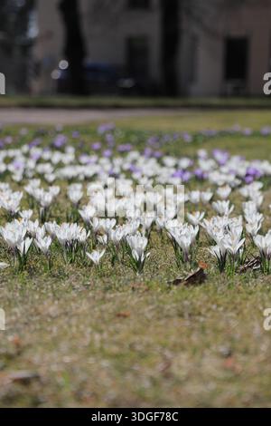 Es gibt viele weiße und lila Krokusse auf dem Frühlingsrasen mit verschwommenem Vorder- und Hintergrund Stockfoto