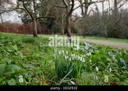 Eine Gruppe früherer Schneeglöckchen, die Mitte Januar in England, Großbritannien, auftauchten. Stockfoto