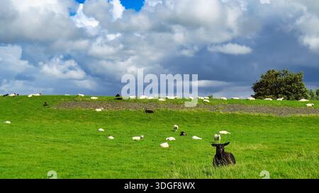 Eine Gruppe weißer und schwarzer Schafe, die auf einem lebhaften grünen, grasbewachsenen Hügel (Deich) in der niederländischen Landschaft von Friesland in der Nähe von Holwerd ruhen und weiden. Stockfoto