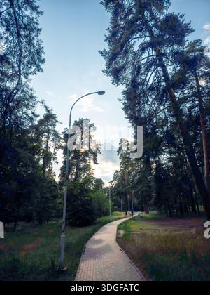Im Partisan Glory Park, Bezirk Darnytskyi, Kiew, führt ein gepflasterter Weg durch alte Kiefern. Hier befinden sich eine Straßenlaterne und eine weitere Lampe im entfernten Teil Stockfoto