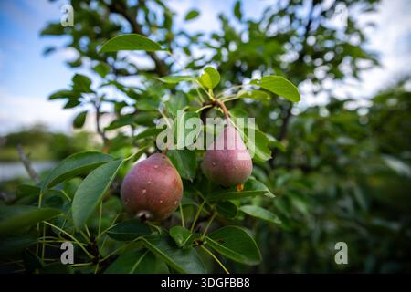 Selektiver Fokus auf zwei junge, rötliche Birnen, die an einem Baumzweig in einem Sommergarten hängen. Üppiges grünes Laub und ein hellblauer Himmel schaffen eine schöne Stockfoto