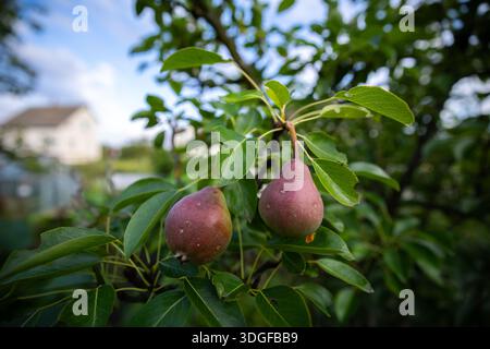 Selektiver Fokus auf zwei junge, rötliche Birnen, die an einem Baumzweig in einem Sommergarten hängen. Üppiges grünes Laub und ein hellblauer Himmel schaffen eine schöne Stockfoto