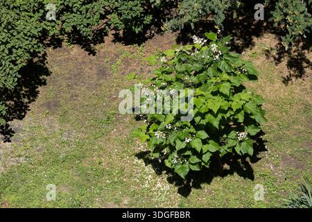 Blick aus einem hohen Winkel auf einen wunderschönen jungen Catalpa-Baum oder indischen Bohnenbaum, der mit weißen Orchideenblüten in einem Sommergarten blüht. Blütenblätter sind gefallen Stockfoto