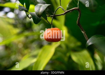 Mandarinorange auf einem Baum mit grünen Blättern und weichem, verschwommenem Hintergrund. Natürliche Zitrusfrüchte mit Kopierraum im tropischen Garten aus Südasien Stockfoto