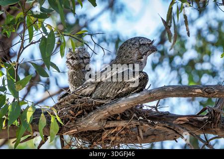 Tawny Frogmouth, getarnt auf einem Ast mit einer Küken. Stockfoto