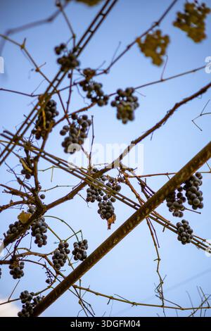 Trauben ohne Geschmack, Trauben, die nicht für Wein geeignet sind, hängen an einer Weinrebe mit Herbstblättern, die als Wintervogelfutter verbleiben. Stockfoto