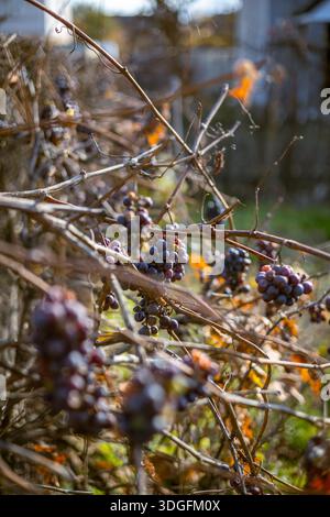 Trauben ohne Geschmack, Trauben, die nicht für Wein geeignet sind, hängen an einer Weinrebe mit Herbstblättern, die als Wintervogelfutter verbleiben. Stockfoto