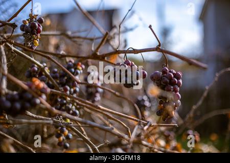 Trauben ohne Geschmack, Trauben, die nicht für Wein geeignet sind, hängen an einer Weinrebe mit Herbstblättern, die als Wintervogelfutter verbleiben. Stockfoto