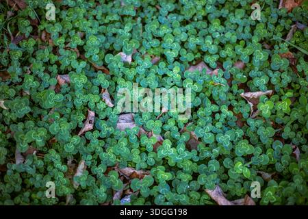 Dicht grüner Klee bedeckt den Boden, durchsetzt von verstreuten trockenen, braunen, gefallenen Blättern, die unter natürlichem Licht einen strukturierten natürlichen Teppich bilden. Stockfoto