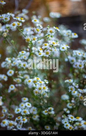 Ein Feld von kleinen weißen Erigeron strigosus (Prärie fleabane, gewöhnliche östliche fleabane oder Gänseblümchen fleabane) Blüten mit gelben Mittelpunkten, einige in scharfen Fo Stockfoto