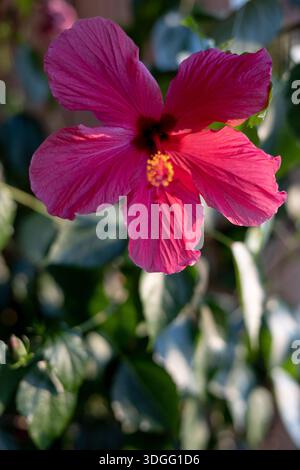 Eine Nahaufnahme zeigt eine leuchtende magentafarbene Hibiskusblüte mit dunklem kastanienbraunen Zentrum und hellgelben Stamen, umgeben von verschwommenen grünen Blättern. Stockfoto