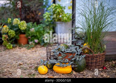 Dekorative Herbstecke, Fotobereich. Gelbe und grüne Kürbisse, ein Korb mit hohem Ziergras Miscanthus, ein Topf mit Tradescantia Stockfoto