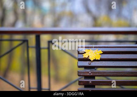 Eine Nahaufnahme eines einzigen hellgelben Ahornblattes, das auf eine dunkle Parkbank gefallen ist, mit einem verschwommenen Hintergrund von Herbstbäumen und einem Metallgeländer. Stockfoto