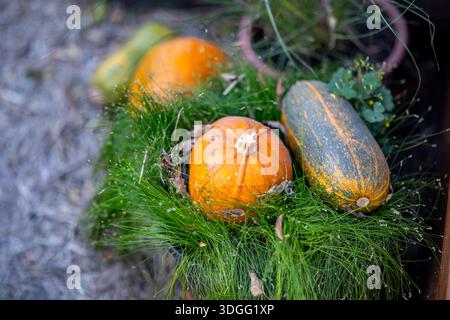 Eine Nahaufnahme eines dekorativen Arrangements mit verschiedenen Kürbissen in Orange- und Dunkelgrün mit gelben Streifen, eingebettet in leuchtend grünes hai Stockfoto
