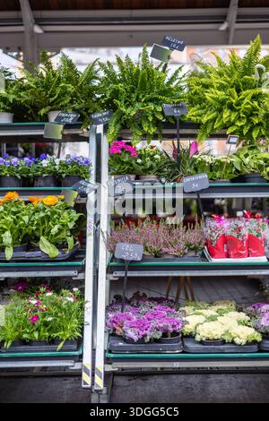 Ein Stand am Mercado de las Flores, einem berühmten sonntäglichen Blumenmarkt, der eine Vielzahl von Pflanzen wie Farne, Heidekraut, Ringelblumen und Zierkabinen zeigt Stockfoto