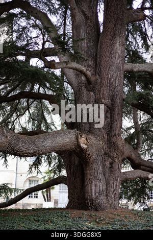 Riesige majestätische Libanon-Zeder mit einem massiven Stamm und ausbreitenden Ästen steht im Garten in der Nähe der Kathedrale Saint Gatien in Tours France Crea Stockfoto