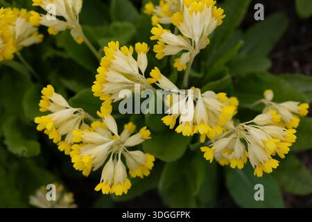 Gelbe Blüten von Primula veris - die Kuhrutsche, gewöhnliche Kuhrutsche oder Kuhrutschkerze (Primula officinalis Hill), krautige mehrjährige blühende Pflanze in Stockfoto