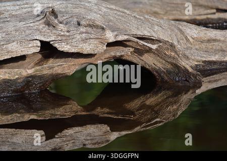 Wasserreflexion verwitterte Holzwurzel auf ruhigem See. Stockfoto