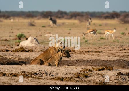 Löwin (Panthera leo) und Jungtiere, Nxai Pan Nationalpark, Botswana. Stockfoto
