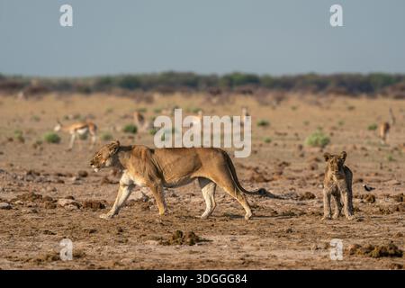 Löwin (Panthera leo) und Jungtier, Nxai Pan Nationalpark, Botswana. Stockfoto