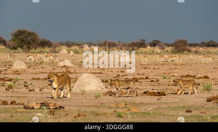 Gewarnte Springböcke (Antidorcas marsupialis), die eine Löwin (Panthera leo) und Jungtiere beim Wandern beobachten, Nxai Pan Nationalpark, Botswana. Stockfoto