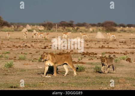 Gewarnte Springböcke (Antidorcas marsupialis), die eine Löwin (Panthera leo) und Jungtiere beim Wandern beobachten, Nxai Pan Nationalpark, Botswana. Stockfoto