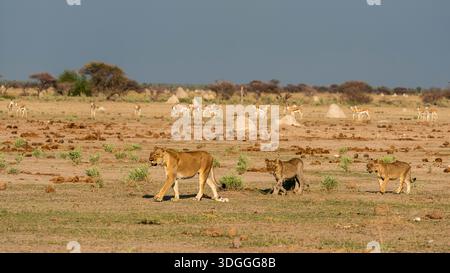 Gewarnte Springböcke (Antidorcas marsupialis), die eine Löwin (Panthera leo) und Jungtiere beim Wandern beobachten, Nxai Pan Nationalpark, Botswana. Stockfoto