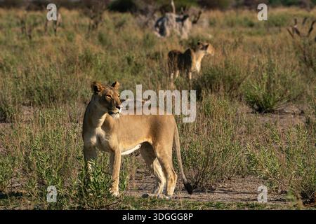 Löwin (Panthera leo) und Jungtiere, Nxai Pan Nationalpark, Botswana. Stockfoto