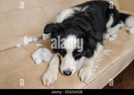 Frecher, verspielter Hündchenhund-Collie nach Unfug-beißendem Papier, das zu Hause auf der Couch liegt. Schuldiger Hund und zerstörtes Wohnzimmer. Beschädige das chaotische Zuhause und den Welpen mit dem lustigen Schuldigen Blick Stockfoto