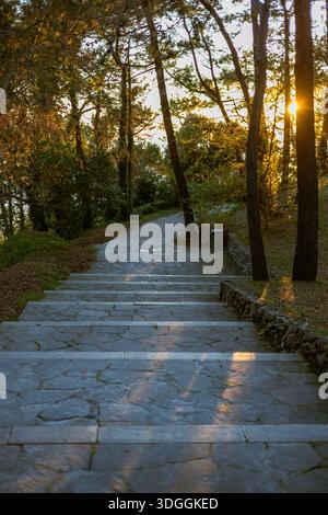 Eine Steintreppe führt einen Pfad hinauf durch einen Waldpark auf der Magdalena-Halbinsel in Santander. Die goldene Stunde Sonne scheint durch die Kiefern. Stockfoto