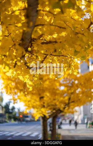 Eine Nahaufnahme der leuchtend gelben Blätter eines Ginkgo-Biloba-Baumes mit einer verschwommenen Stadtstraße im Hintergrund. Ein Konzept der Herbstsaison im urb Stockfoto