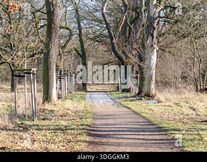 Verwinkelter Kiesweg Durch Den Sonnendurchfluteten Frühlingswald Stockfoto