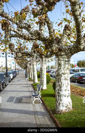 Santander, Spanien. Eine Gasse mit befleckten Platanen, die den Bürgersteig des Paseo de Pereda in Santander säumen. Die knorrigen Äste sind in Strin gewickelt Stockfoto