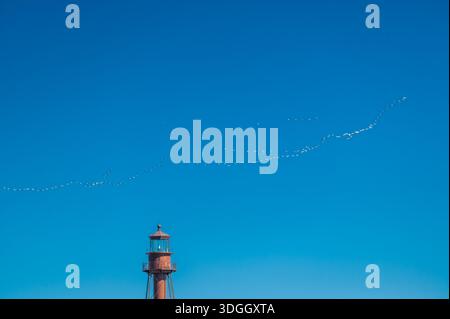 Vogelschar fliegt über dem alten Leuchtturm von Sanibel Island, strahlend blauer Himmel, Florida Stockfoto