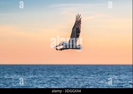 Brauner Pelikan schwebt bei Sonnenuntergang über dem Wasser des Golfs von Mexiko, Sanibel Island, Florida Stockfoto