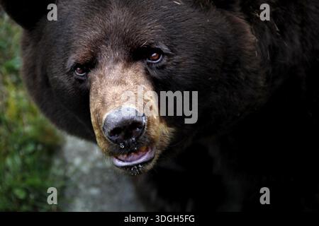 Nahaufnahme eines Schwarzbären mit detailliertem Fokus auf Gesicht im Großvater Mountain State Park, Großvater Mountain State Park, North Carolina, USA Stockfoto