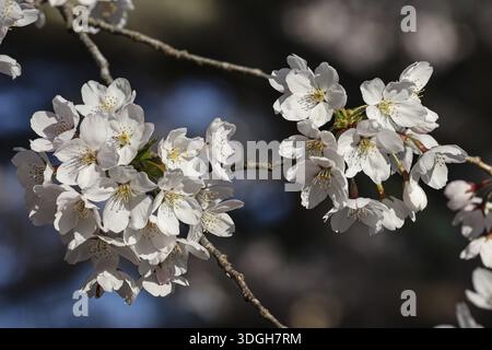 Nahaufnahme von hellen Kirschblüten in voller Blüte Stockfoto