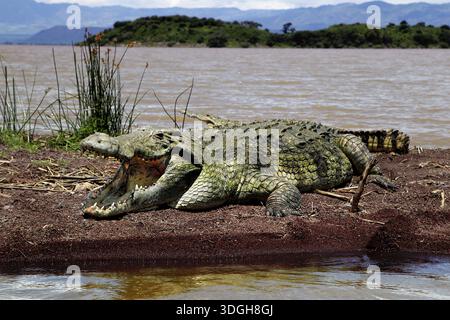 Ein großes Krokodil liegt am Ufer des Lake Chamo im Nech SAR National Park, Nech SAR National Park, Süd-Äthiopien, Äthiopien Stockfoto